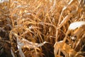 Agricultural field on which grow and change the color of ripe corn. Photo taken closeup with a small depth of field. Autumn season Royalty Free Stock Photo