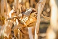 Agricultural field on which grow and change the color of ripe corn. Photo taken closeup with a small depth of field. Autumn season Royalty Free Stock Photo