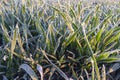 Agricultural field on which grow green shoots of wheat covered with morning frost Royalty Free Stock Photo