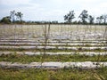 Agricultural field