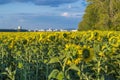 Rural landscape. Yellow field of sunflower against the background of a green forest belt and a blue summer sky. Royalty Free Stock Photo