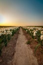 Agricultural field of white and yellow daffodils for sale, Royalty Free Stock Photo