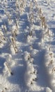 agricultural field in winter Royalty Free Stock Photo