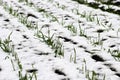 Agricultural field of winter wheat under the snow Royalty Free Stock Photo