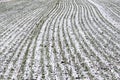 Agricultural field of winter wheat under the snow Royalty Free Stock Photo