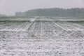Agricultural field of winter wheat under the snow and mist.The green rows of young wheat on the white field. Royalty Free Stock Photo