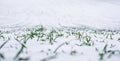 Agricultural field of winter wheat under the snow. Young green sprouts line Royalty Free Stock Photo