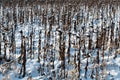 An agricultural field in winter with wilted sunflowers