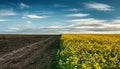 Agricultural field of yellow flowers blooming canola and empty soil on blue sky clouds, conceptual photo landscape nature of Royalty Free Stock Photo
