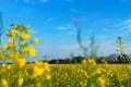 Agricultural field with yellow rapeseed flowers, bright spring landscape on a sunny day, blue sky as background Royalty Free Stock Photo