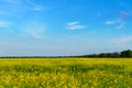 Agricultural field with yellow rapeseed flowers, bright spring landscape on a sunny day, blue sky as background Royalty Free Stock Photo