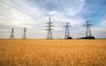 Agricultural field. Yellow wheat and power lines Royalty Free Stock Photo