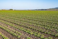 Agricultural field with young cabbage plants in sunny day in Santa Barbara County, CA Royalty Free Stock Photo