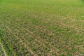 Agricultural field with young green wheat sprouts. Field of young wheat, barley, rye. Symmetrical lines of shoots of grain crops