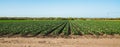 Agricultural field with young plants in sunny day in Santa Barbara County, California Royalty Free Stock Photo