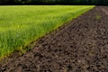 Agricultural field with young sprouts of grain culture and plowed unseeded field. Fallow concept