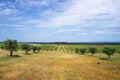 Agricultural fields, Alentejo region Royalty Free Stock Photo