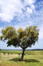 Agricultural fields with Cork oak,Alentejo Royalty Free Stock Photo