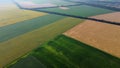 Agricultural fields Field with ripe wheat and other different agricultural crops Royalty Free Stock Photo