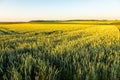 Agricultural fields full of grain and wheat with a golden color due to the sunset in the Riemst municipality Royalty Free Stock Photo