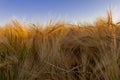 Agricultural fields during the golden hour near Maastricht and Riemst, which are full of rye grain and wheat Royalty Free Stock Photo