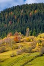 Agricultural fields on hillside near forest Royalty Free Stock Photo