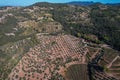 Areal view of land with olive trees, road and wine yards, farms of wine makers in Italia, Monte Argentario Royalty Free Stock Photo