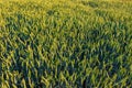 Bird perspective of the agricultural fields near Maastricht and Riemst with rye of grain and wheat Royalty Free Stock Photo