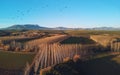 Agricultural fields and planted trees. Granada, Andalucia, Spain