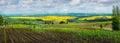 springtime, corn sprouts. Yellow fields of oilseed rape and green meadows