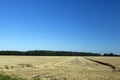 agricultural fields with wheat or rye