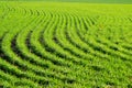 Agricultural fields with winter wheat, young green shoots of a cultivated plant Royalty Free Stock Photo