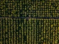 Agricultural fruit gardens, aerial top view from drone