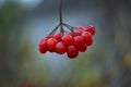 Agricultural fruits in the autumn morning garden Royalty Free Stock Photo