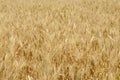 Golden wheat field ready for harvest - nature background Royalty Free Stock Photo