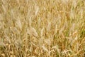 Golden wheat field ready for harvest - nature background Royalty Free Stock Photo