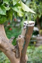 Agricultural grafting of citrus fruit trees Royalty Free Stock Photo