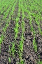 Agricultural grain sown field in spring. Early sown barley, wheat, rye, or late sown barley with young shoots in spring