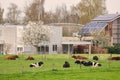 Agricultural grass field with cows in front of Dutch houses Royalty Free Stock Photo