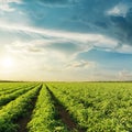 Agricultural green tomatoes field and sunset Royalty Free Stock Photo