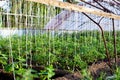 Agricultural greenhouse with tomatoes tied up with ropes