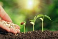 Agricultural hand nurturing fertilizer plant growing step on soil in garden Royalty Free Stock Photo