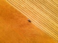 Agricultural harvester in a yellow field of wheat Royalty Free Stock Photo