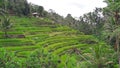 An agricultural on the cliffs of Tegalalang Village north of Ubud