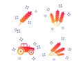 Agricultural icons. Wheat corn or Gluten free. Vector Royalty Free Stock Photo
