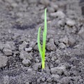 Agricultural industry and new young life in nature concept - small young plant sprout in dry cultivated plowed soil .