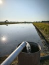 Agricultural irigation pipe filling rice paddy Royalty Free Stock Photo