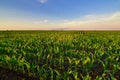 Agricultural irrigation system watering corn field in summer Royalty Free Stock Photo