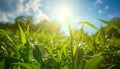 Agricultural irrigation system watering corn field on sunny spring day Royalty Free Stock Photo
