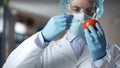 Agricultural lab worker injecting tomato with nitrates to keep it fresh, gmo Royalty Free Stock Photo